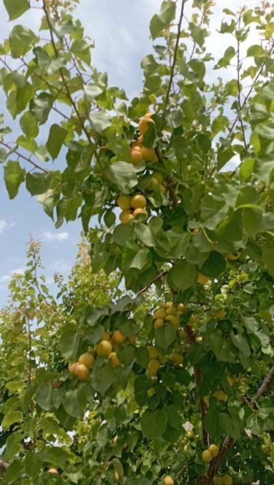 Aνεξάρτητη Παραδοσιακή Πέτρινη Κατοικία Corinth Exteriér fotografie