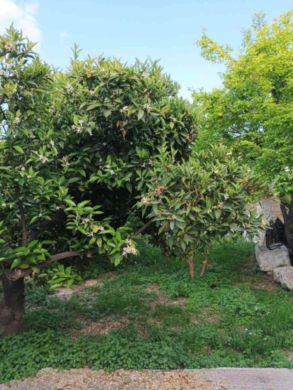 Aνεξάρτητη Παραδοσιακή Πέτρινη Κατοικία Corinth Exteriér fotografie